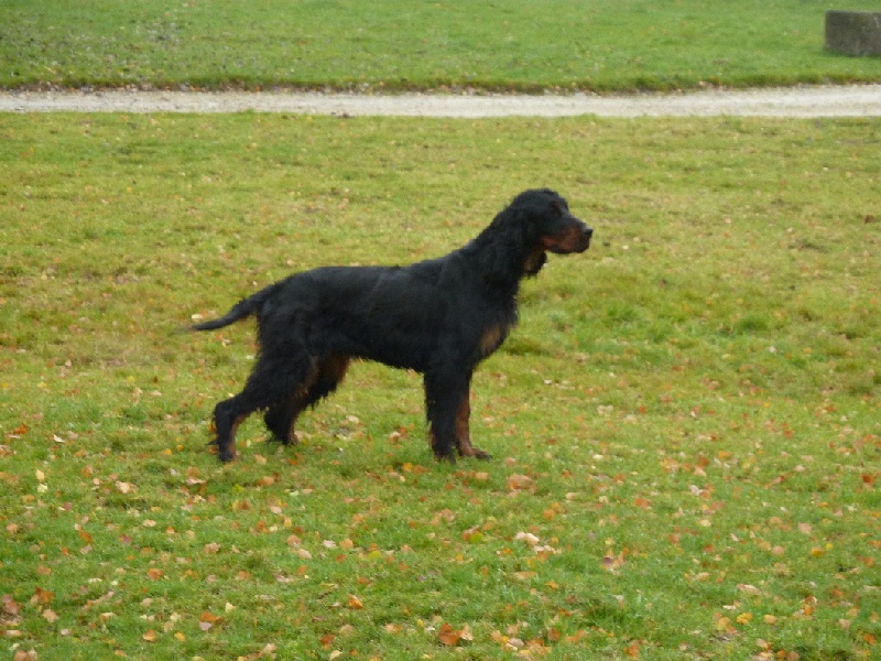 Diane 1 de Korrigan Forest