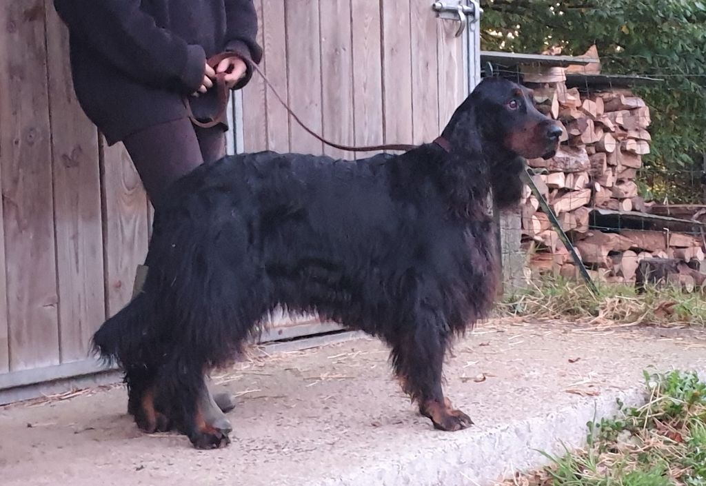 Merlin de Korrigan Forest